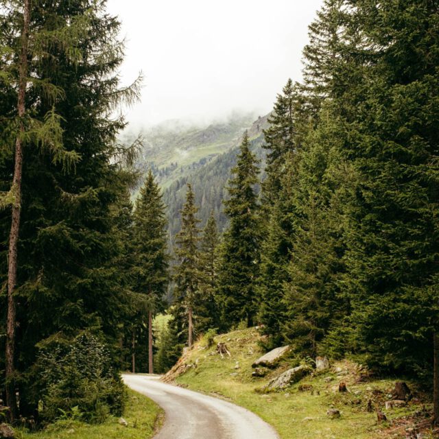 forest path by robert mangelmann | 20220808oberstalleralm_113