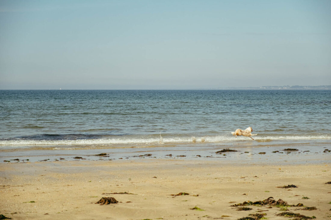 running dog at plage de pen er malo by robert mangelmann | 20230910bretagne_060