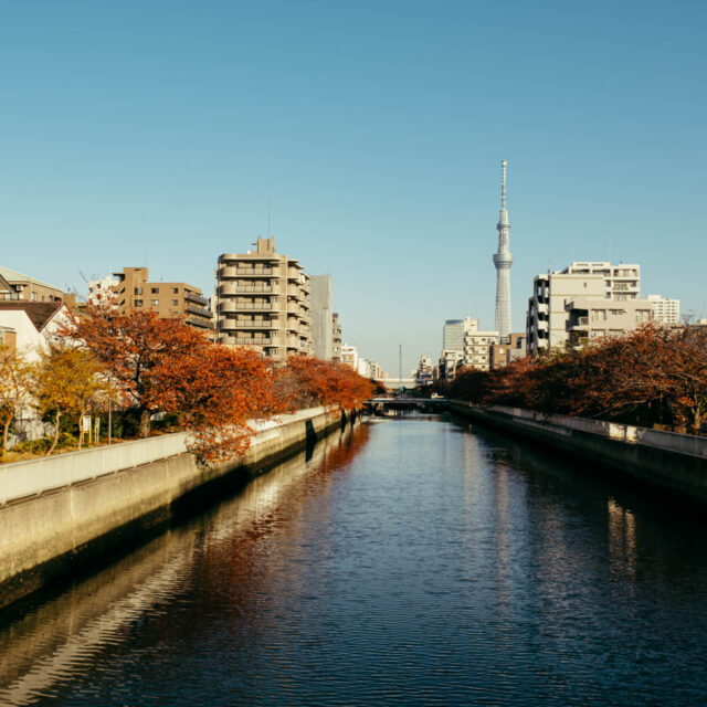 bright autumn morning by robert mangelmann | 20231122tokyo_101